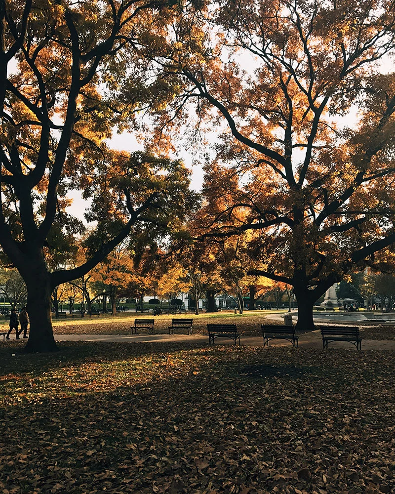 DC-autumn-light.jpg