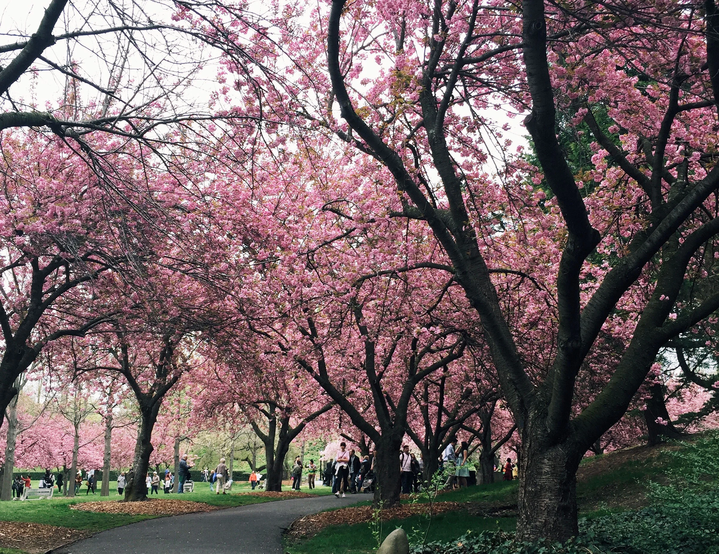 hanami.jpg