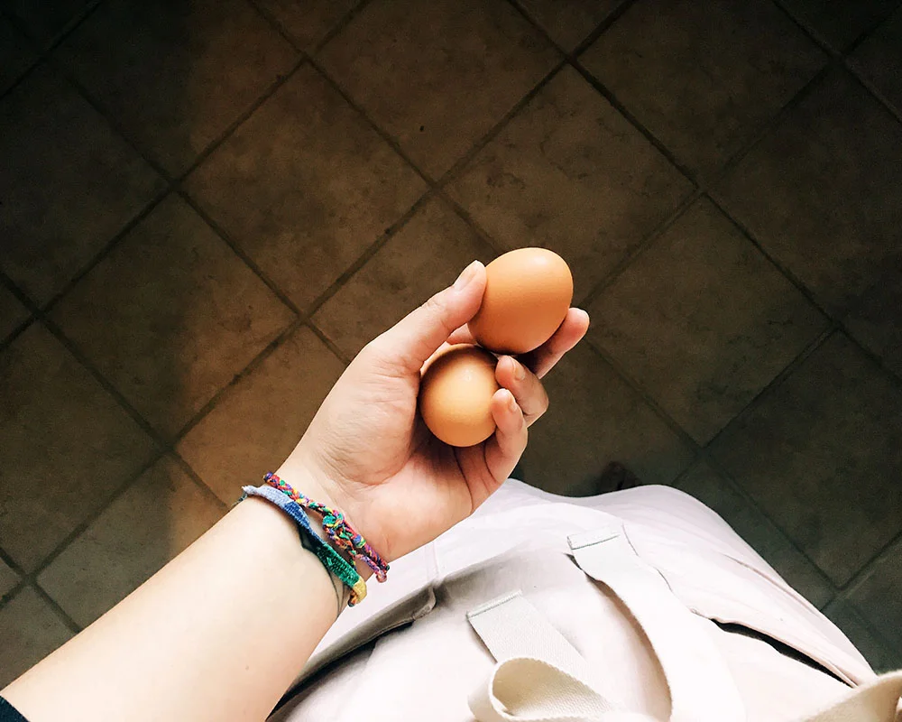 eggsinhand.jpg