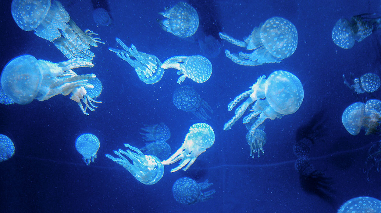 churaumi-jellyfish-02.jpg