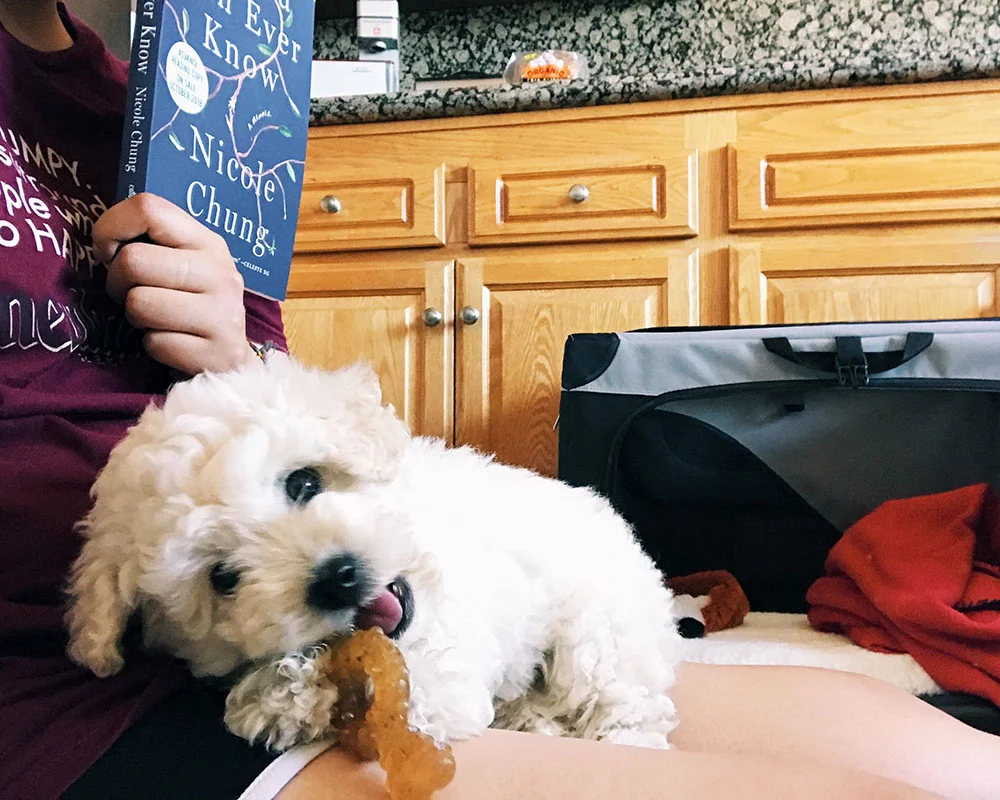 puppy-toy-01.jpg