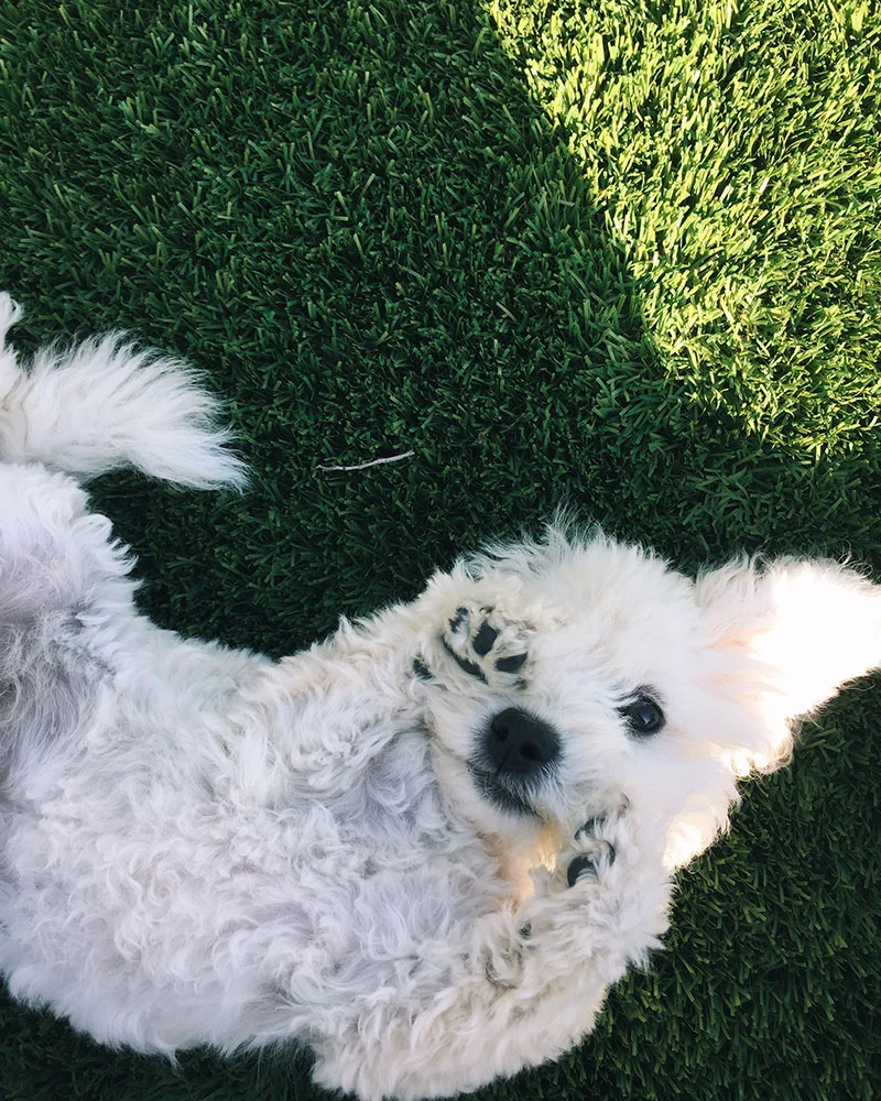 puppy-04.jpg