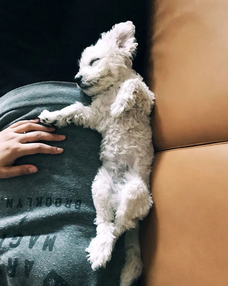 puppy-sleeping-02.jpg