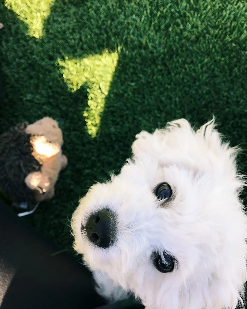 puppy-face.jpg