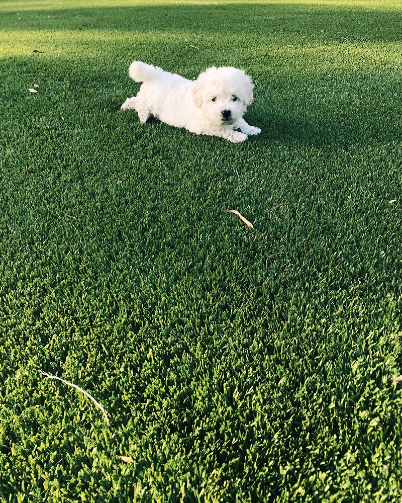 puppy-03.jpg