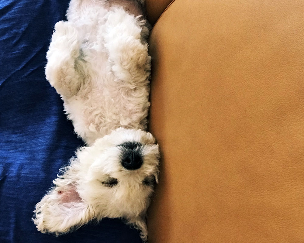 puppy-sleeping-01.jpg