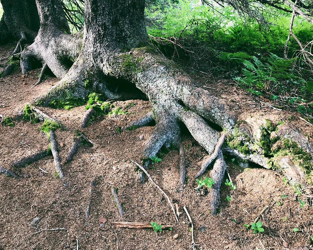 180715-roots.jpg