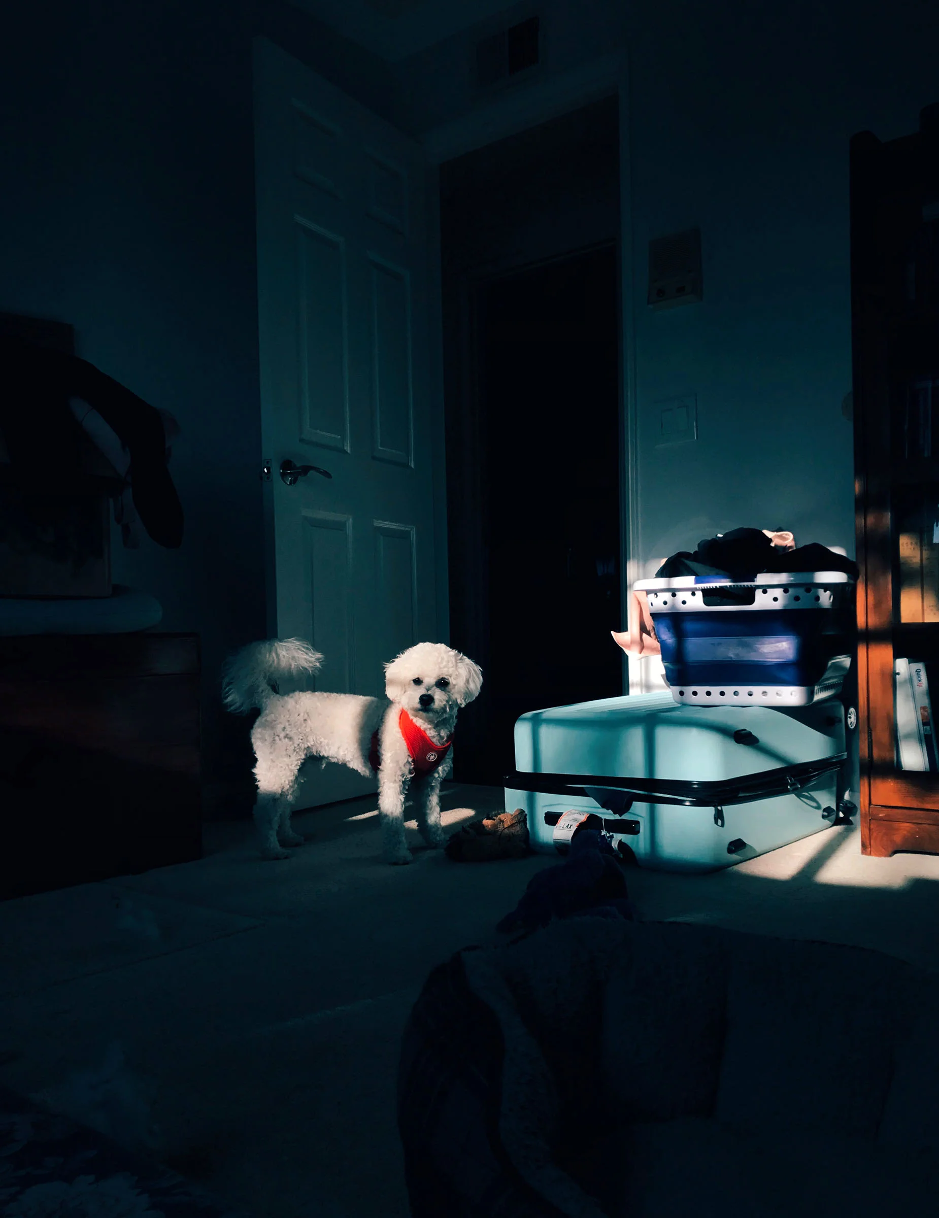 GOM-LIGHT.jpg