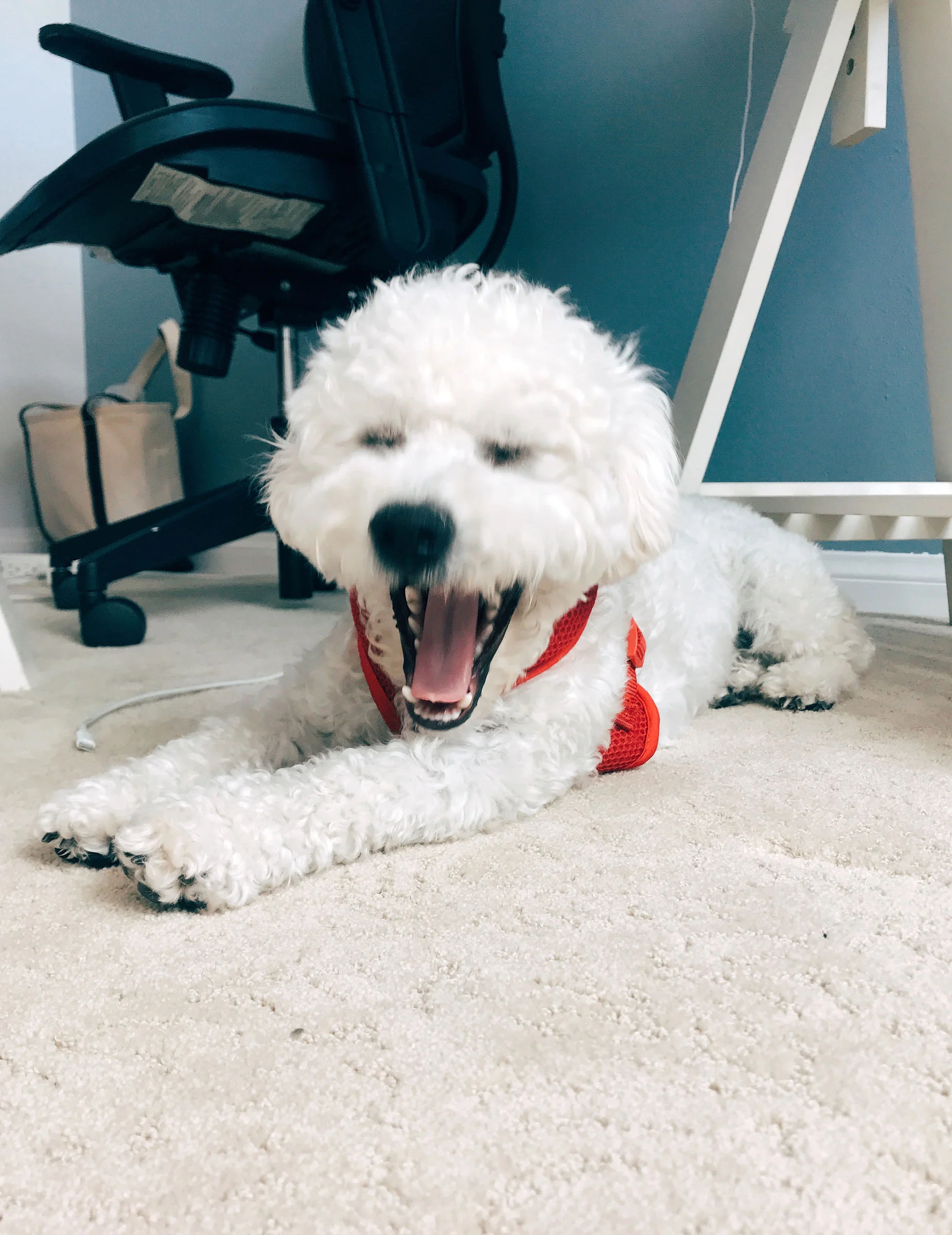 GOM-YAWN-05.jpg