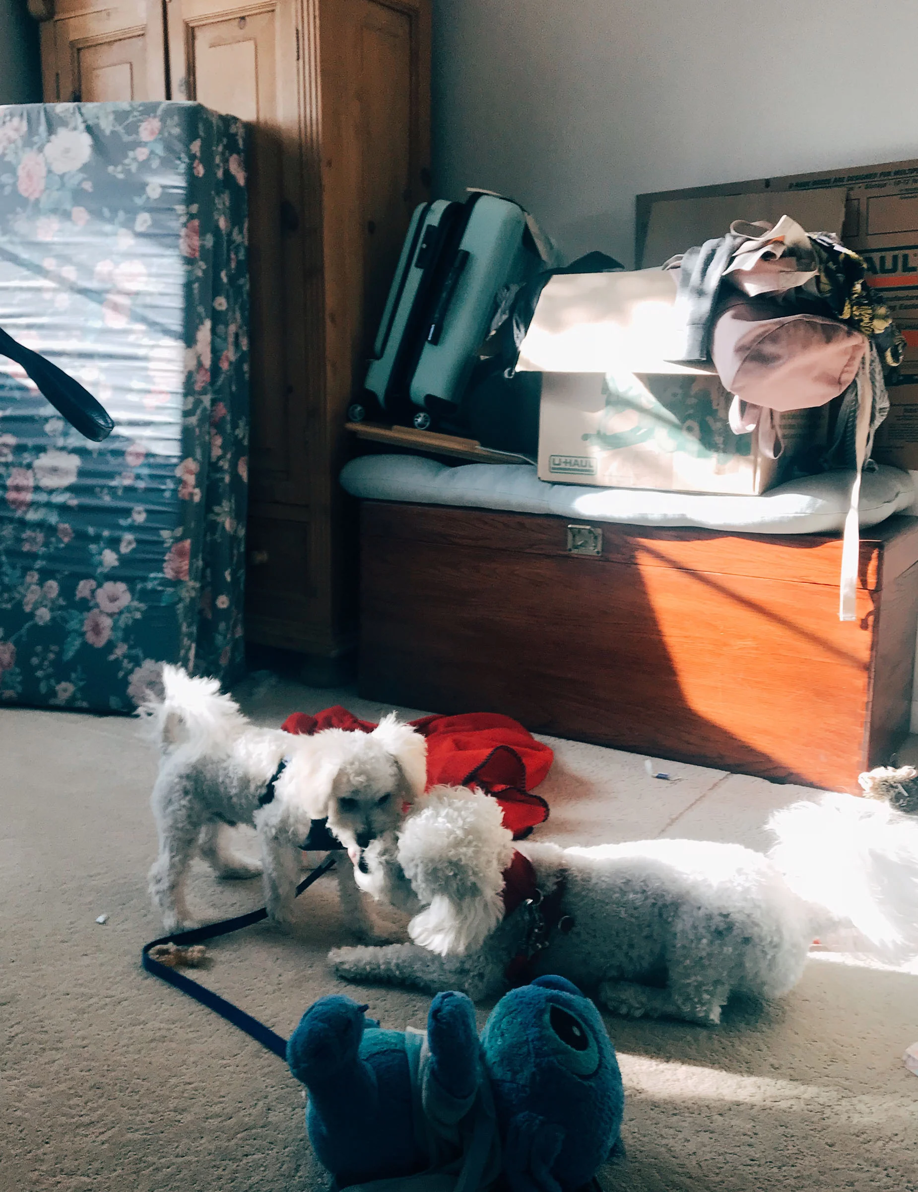 PUPPIES-PLAYING.jpg