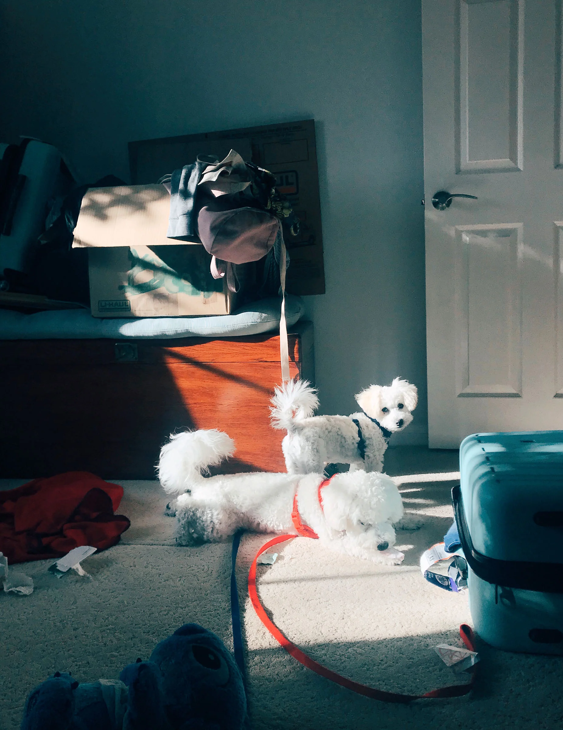 PUPPIES.jpg