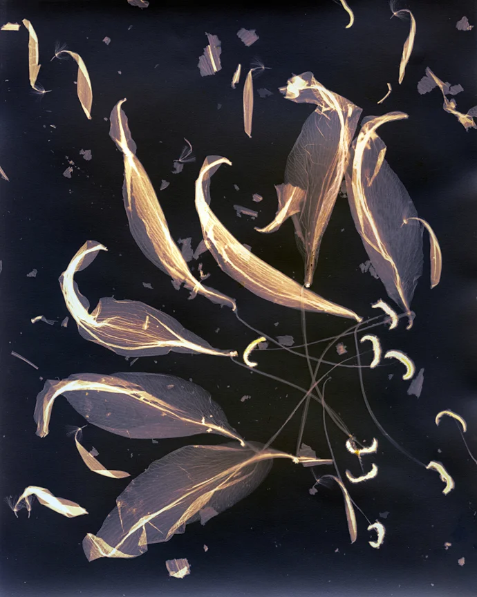 Lumen Prints — Andrew Kaiser Photography