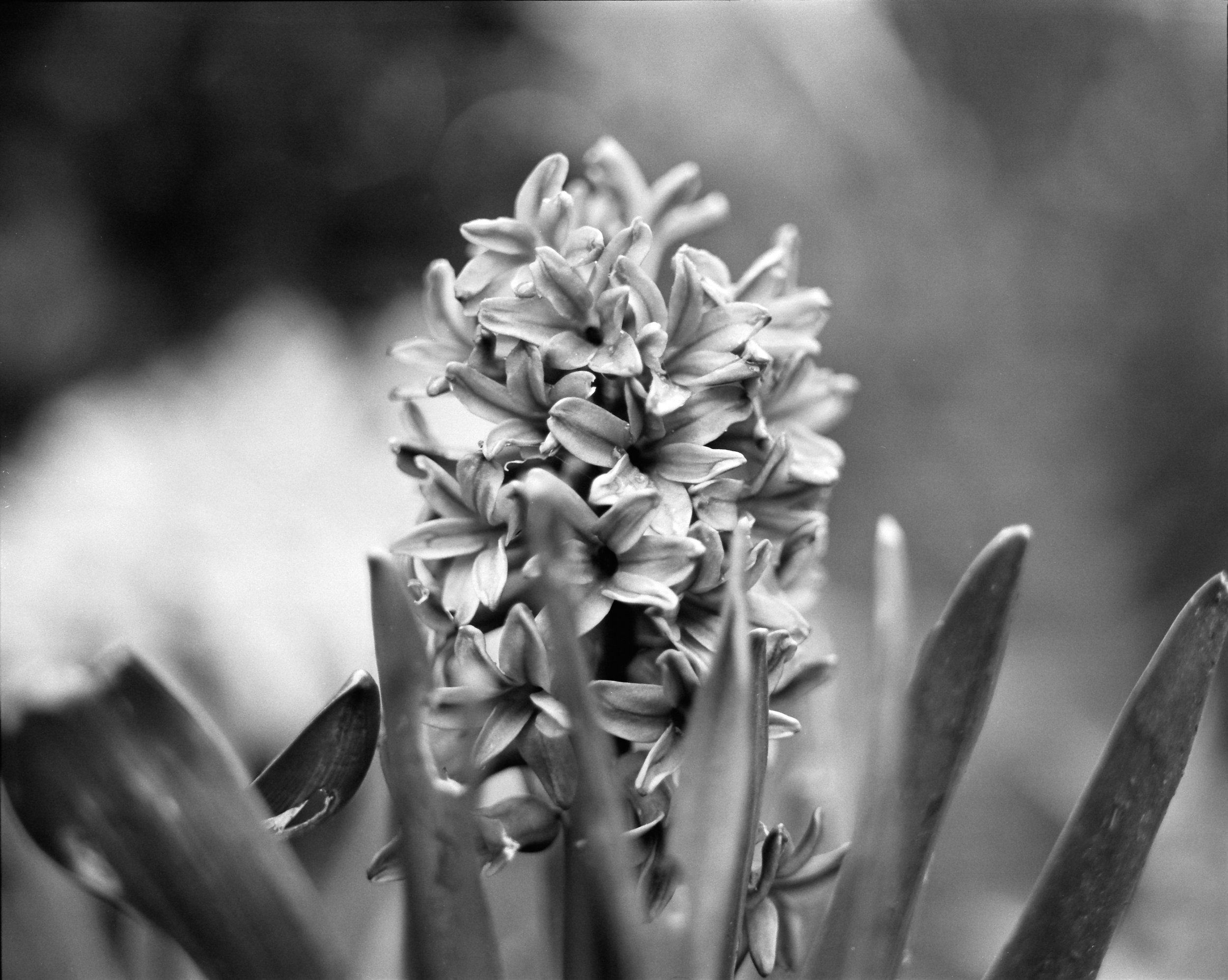 FLOWERS IN YARD