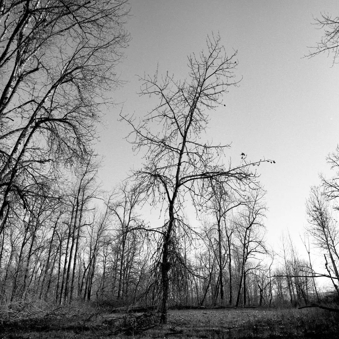Just walking through a thin batch of trees.
.
#filmphototgraphy #hasselblad #blackandwhitephotography #mediumformat #pacificnorthwest #Oregon #darkroom #ilford