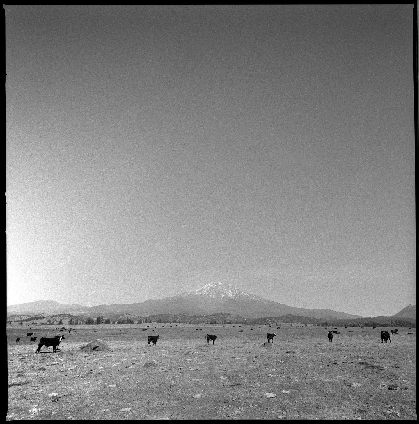 Road adventures around Mt. Shasta. I was pulled over to the side of the road to just soak in the view for a few minutes and stretch my legs. 
.
#filmphotography #hasselblad #mediumformat #blackandwhitefilm #analogphotography #california #mtshasta #ro