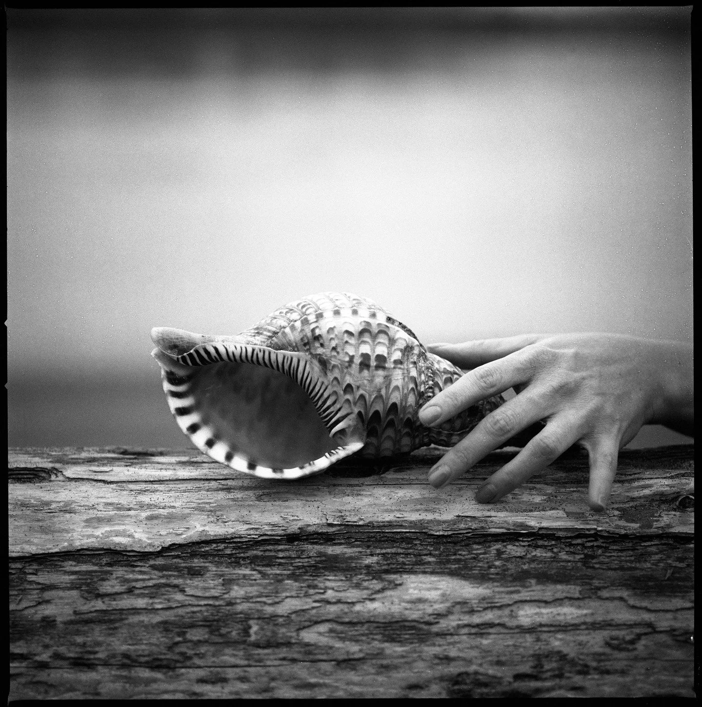 Treasures in remote places. 
.
#filmphotography #blackandwhitefilm #mediumformat #hasselblad #oregon #pdx #portland #outdoors #ilford #analogphotography #darkroom #120 #rodinal #seashell