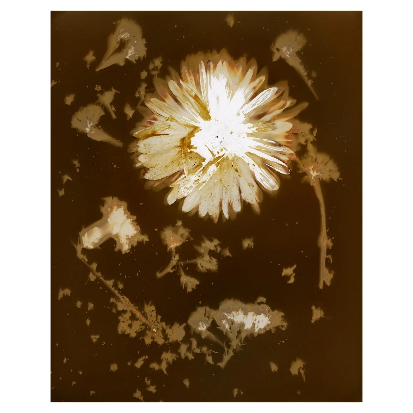 I need to make more Lumen Prints, especially now that it is summer and the foliage around here is getting brittle and falling to the ground. 
.
#lumen #foundart #analogphotography #darkroom #plants #portland #pdx #printmaking