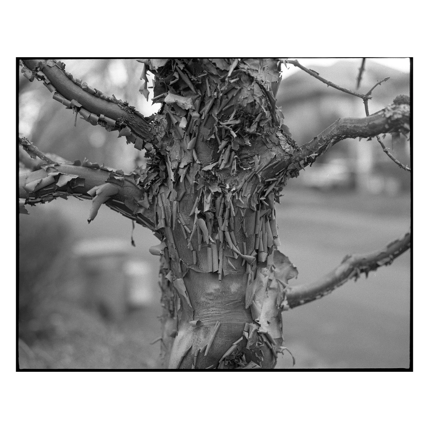 Walking through my neighborhood and admiring all the different trees and plants. I feel like I see something new every single time I take a journey to the park. 
.
#filmphotography #pentax67 #portland #pdx #streetphotography #blackandwhitefilm #darkr