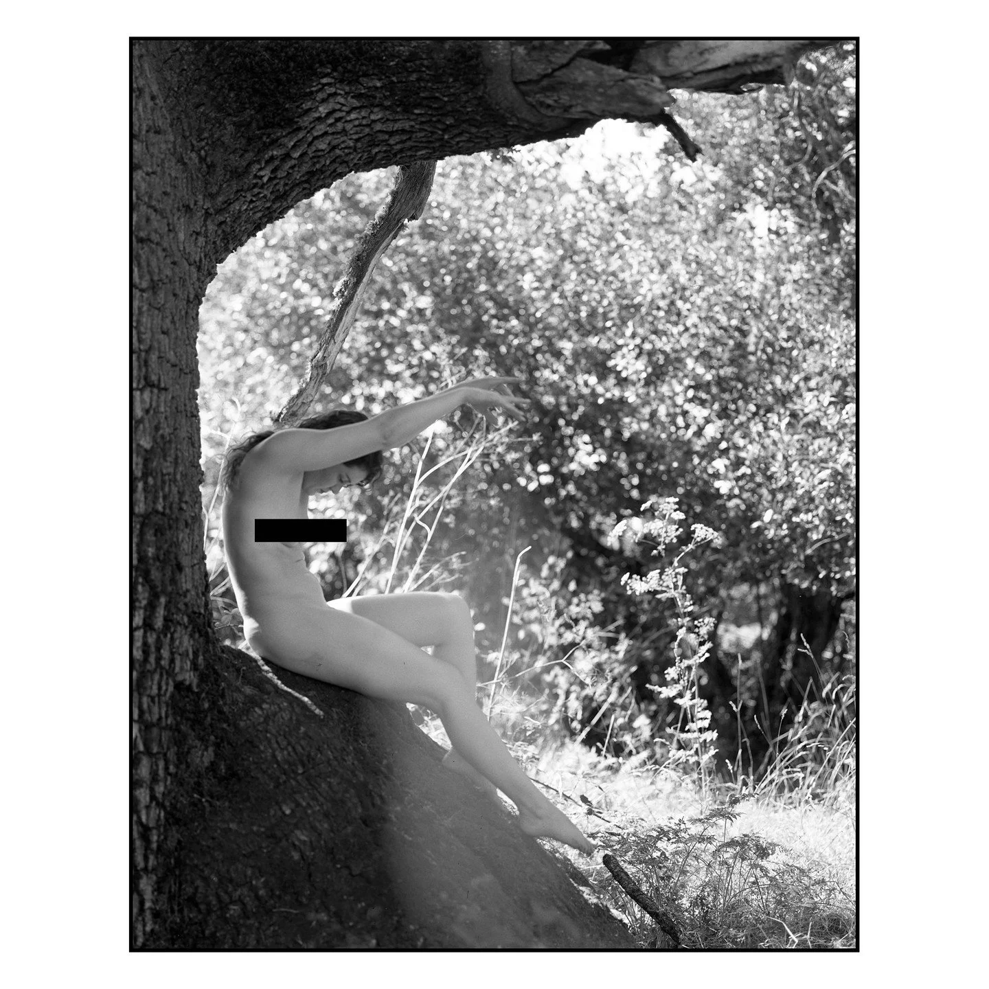 Exposing my film straight into the sun. I wasn't sure this was going to work, but nature was feeling merciful toward me this day. 
.
#filmphotography #blackandwhitefilm #fineart #oregon #outdoors #pdx #portland #largeformat #4x5film #darkroom #ilford