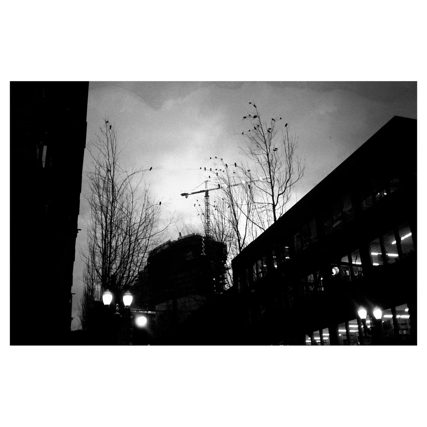 Pre-dawn journey to the office. Sometimes the birds keep a watchful eye on everything while most people are sleeping. 
.
#filmphotography #35mmfilm #blackandwhitefilm #portland #pdx #morning #dawn #sunrise #streetphotography