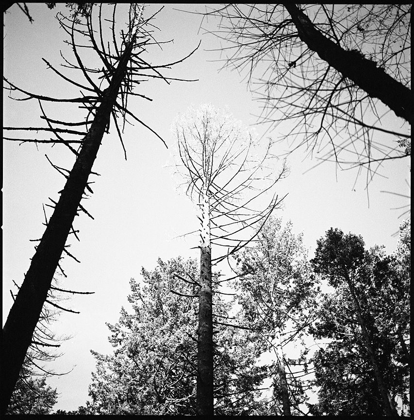 Trees in the summer time reaching to the sky hoping for a little bit of a breeze. 
.
#filmphotography #blackandwhitefilm #hasselblad #mediumformat #oregon #pacificnorthwest
