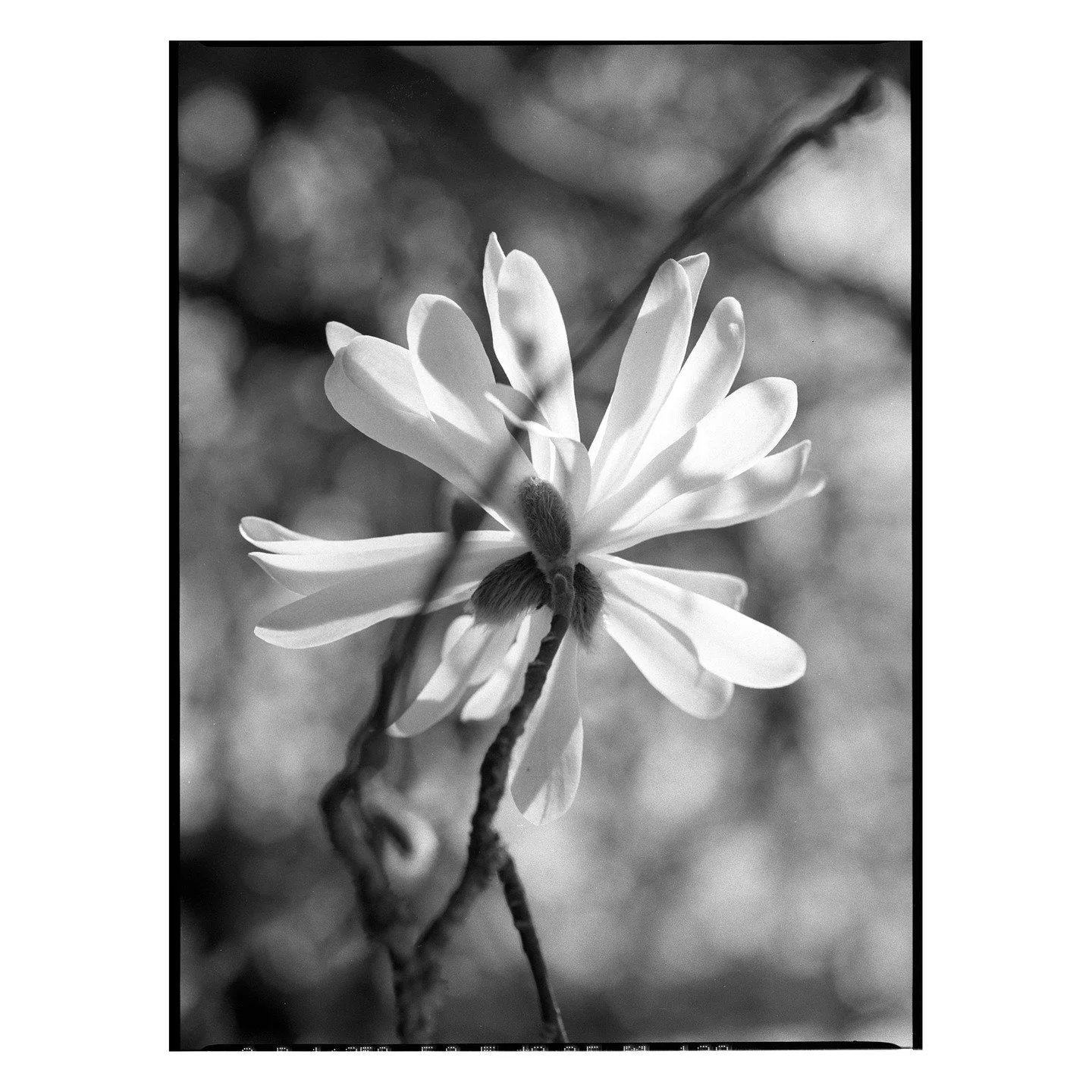 Walking around my neighborhood and just enjoying the simple things that grow there. 
.
#filmphotography #macro #nature #flower #portland #pdx #streetphotography #blackandwhitefilm #mediumformat #spring #outdoors