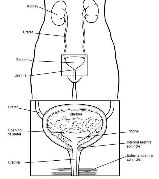 Urodynamics — Woman's Clinic PA