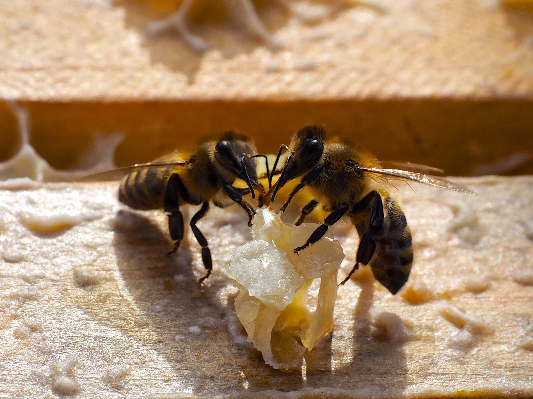 Honeybees, San Francisco, California