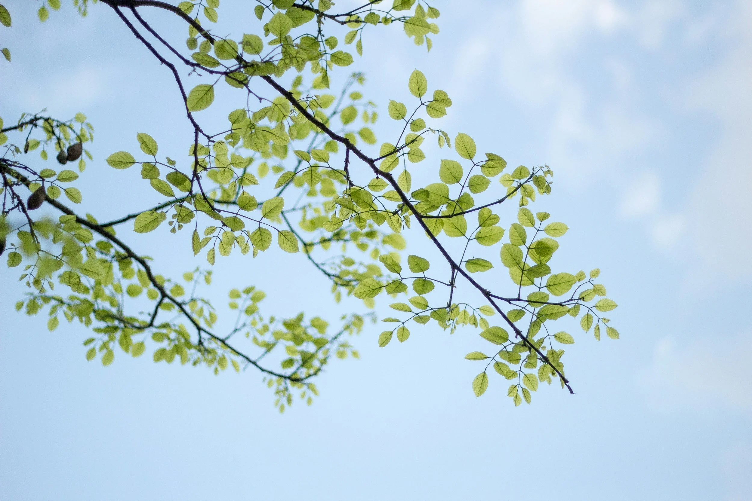 green leaves against a pale blue sky with a scattering of faint white clouds
