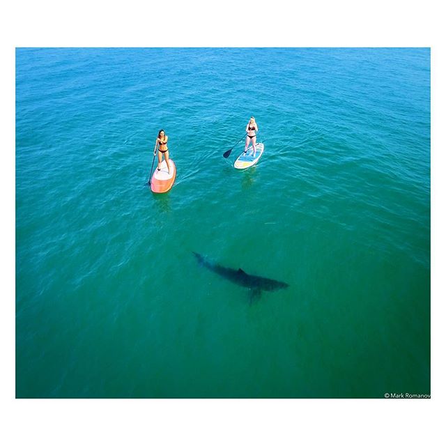 Great white sharks! Would you paddle out too? Glad to see our little vid getting lots of love online and in the news, but I hope the message stays on point--that these wonderful animals aren't the monsters they're made out to be. Next post will be of