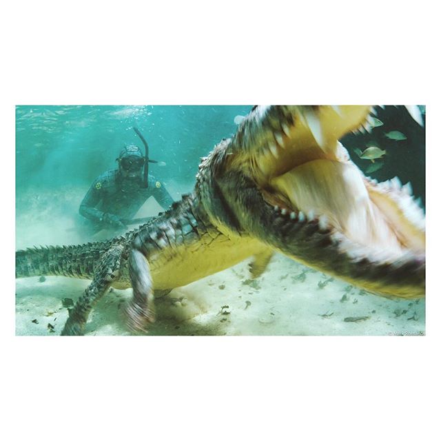 Say Cheese! 
This was one of my favorite moments from our shoot last year, when I got a front row seat for some feeding behavior with this wild American crocodile.  There's @forrest.galante in the background testing his croc-themed wetsuit from @hecs
