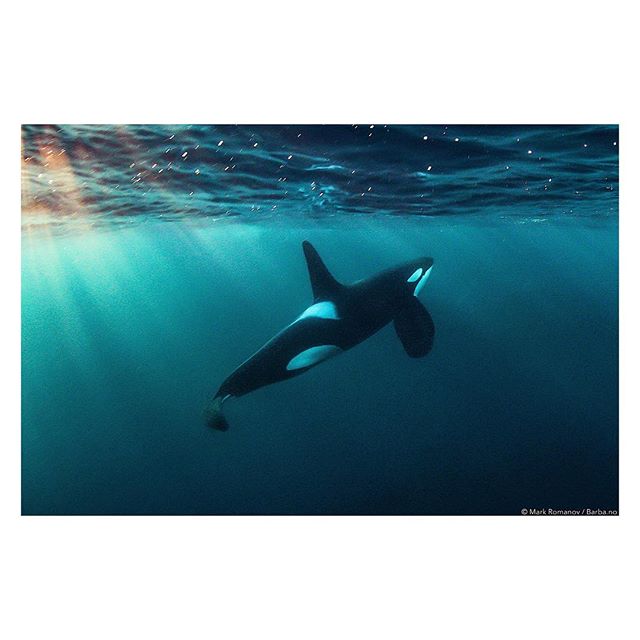 Well it took a lot of searching and patience, and braving some intense weather, but we were the first to find and film the orcas feeding on herring this year. Wish I could've stayed longer onboard the @barbaboat, but thrilled to have had the chance t