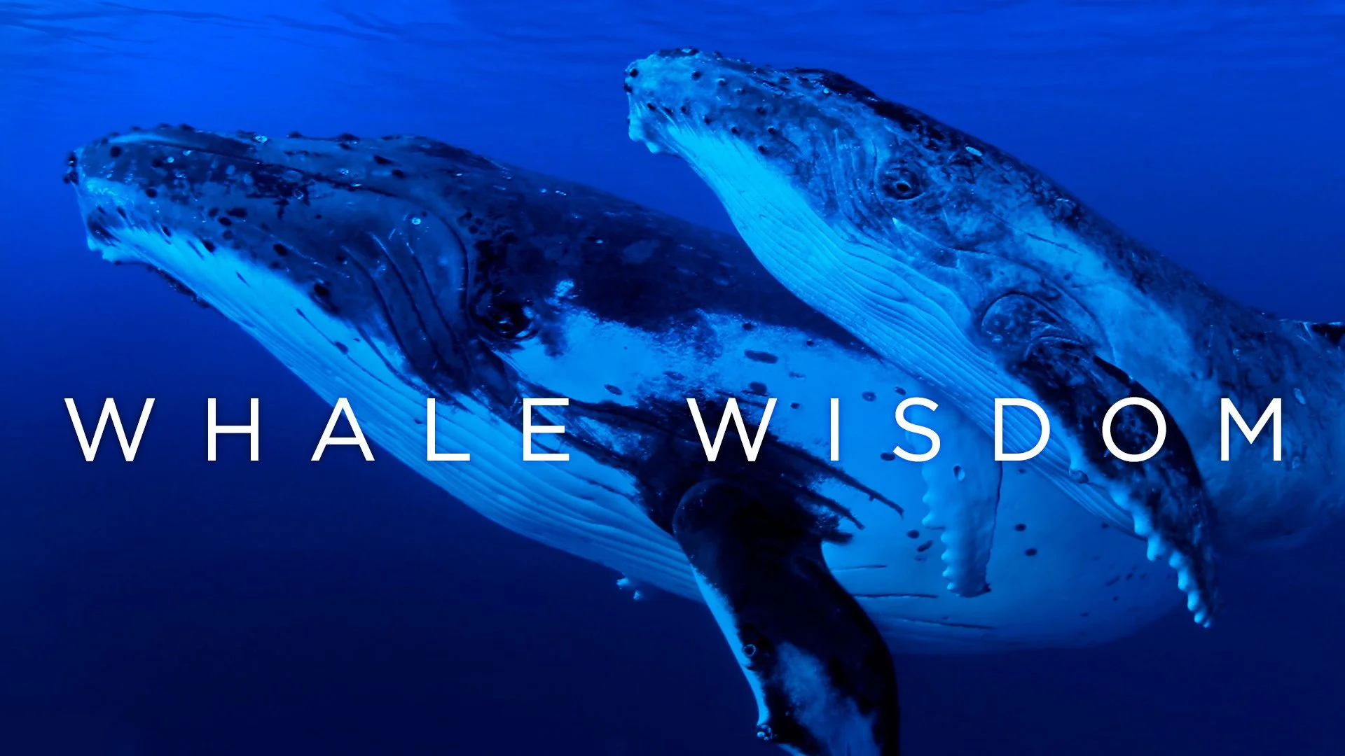 Select Wildlife & Adventure Trailers — Mark Romanov