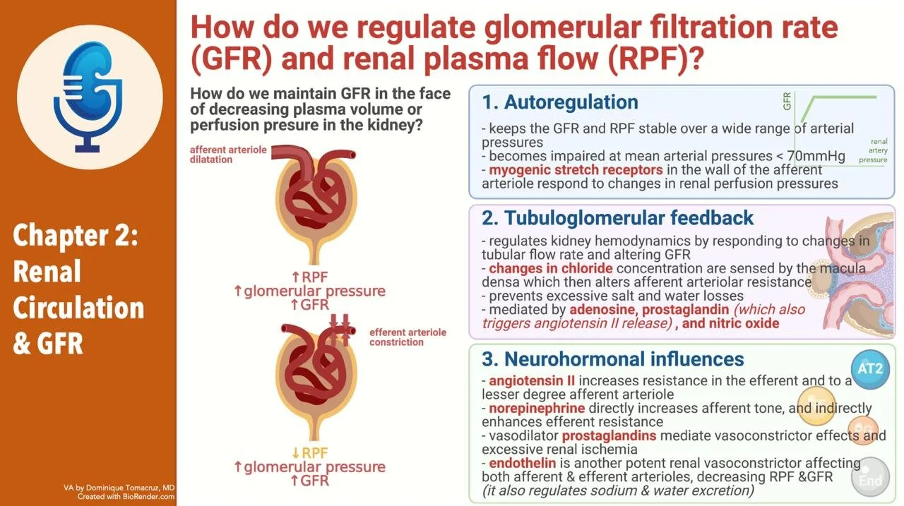 Chapter Two: Renal Circulation and Glomerular Filtration Rate, part 2