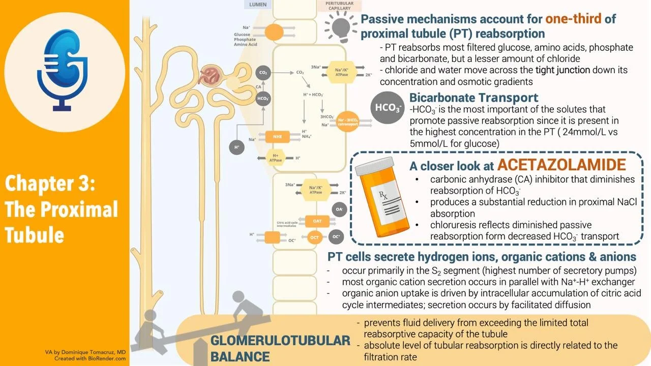 Chapter Three: The Proximal Tubule