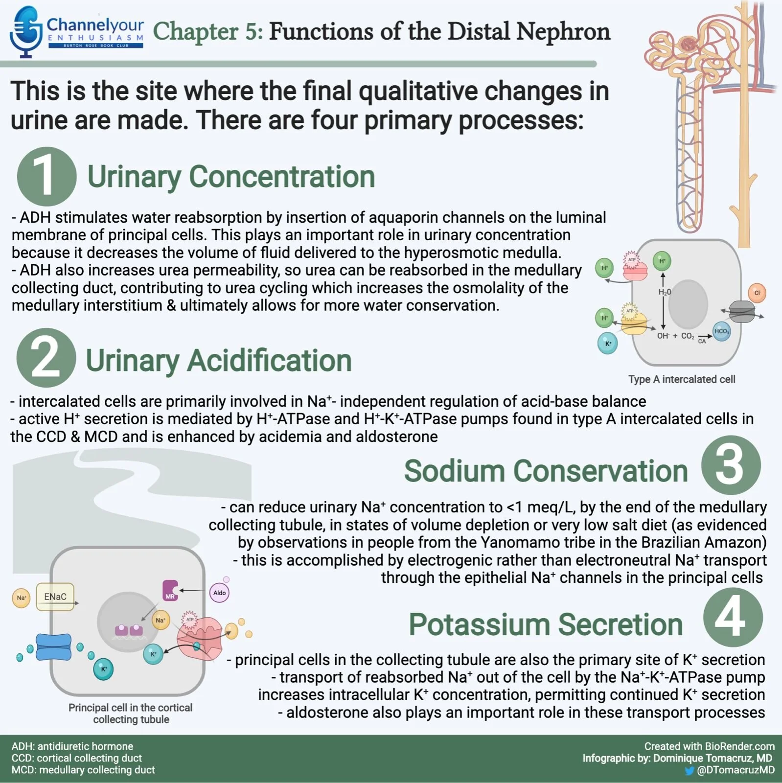 Chapter Five: Functions of the Distal Nephron