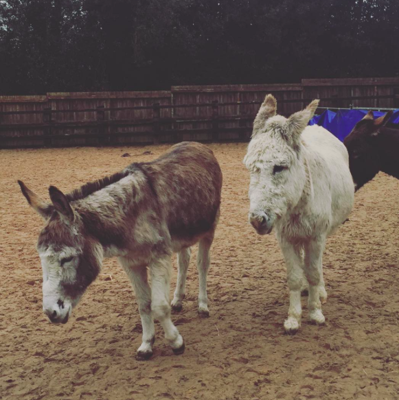 Adopt a donkey at The Donkey Sanctuary