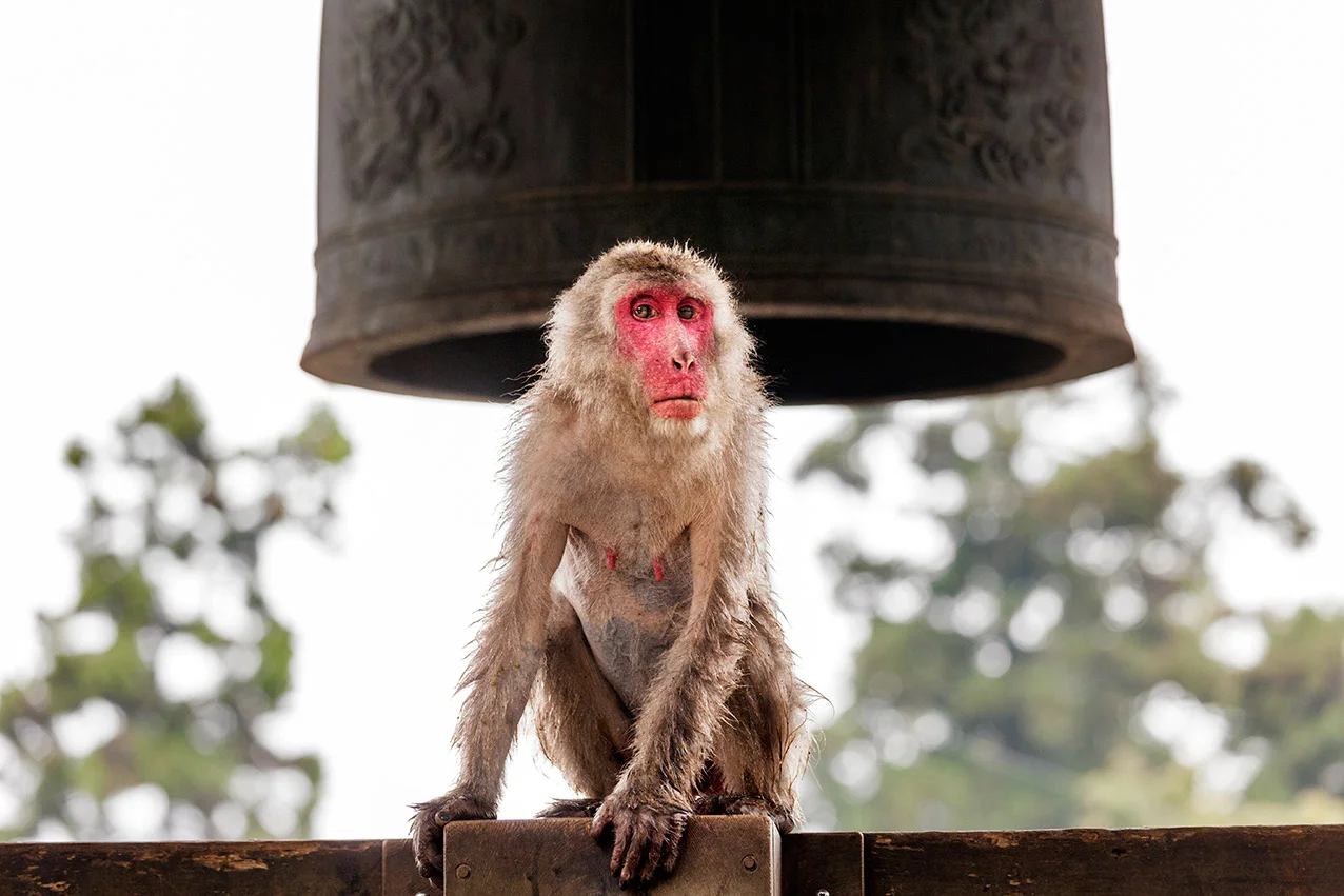 Affe_vor_Glocke.jpg
