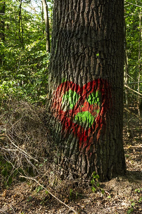 27_RWE_Hambacher+Forst_Maurice+Kohl.jpg