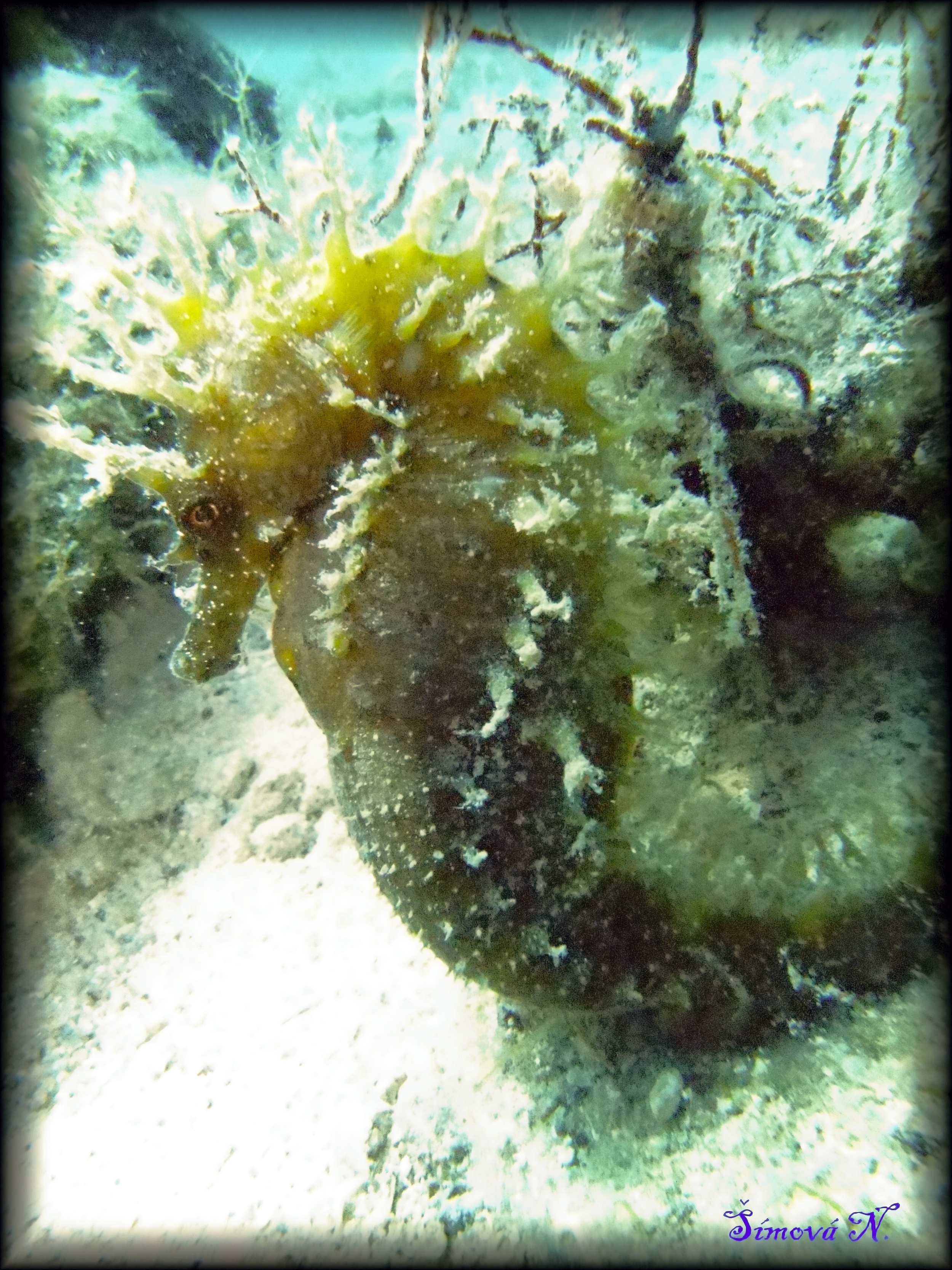 M0016189.jpg