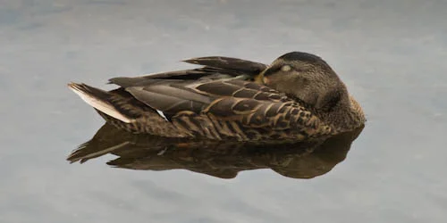 Sleeping-Mallard-Hen.jpg
