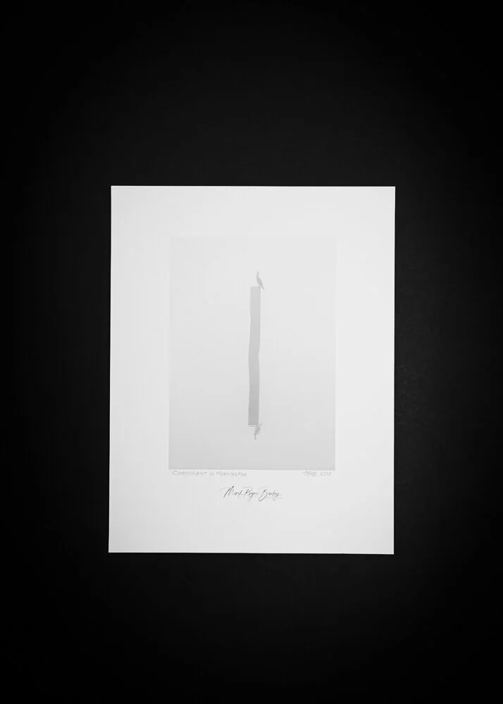 Cormorant in Morning Fog  5x7.jpg