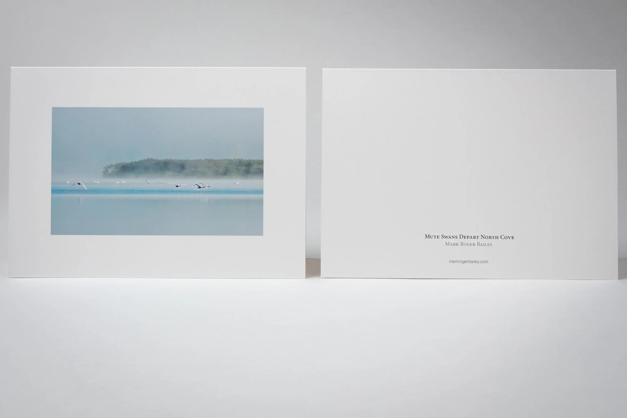 Four mute swans note card by Mark Roger Bailey - front and back