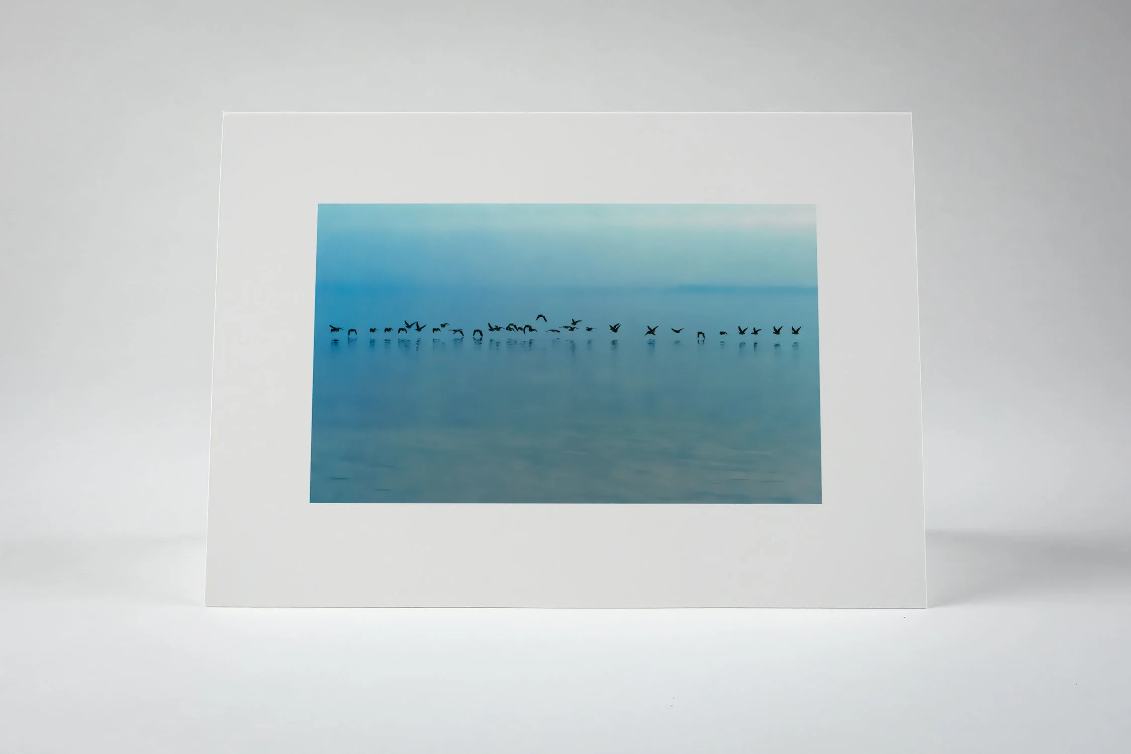 Brandt Geese Note Card - front_.jpg