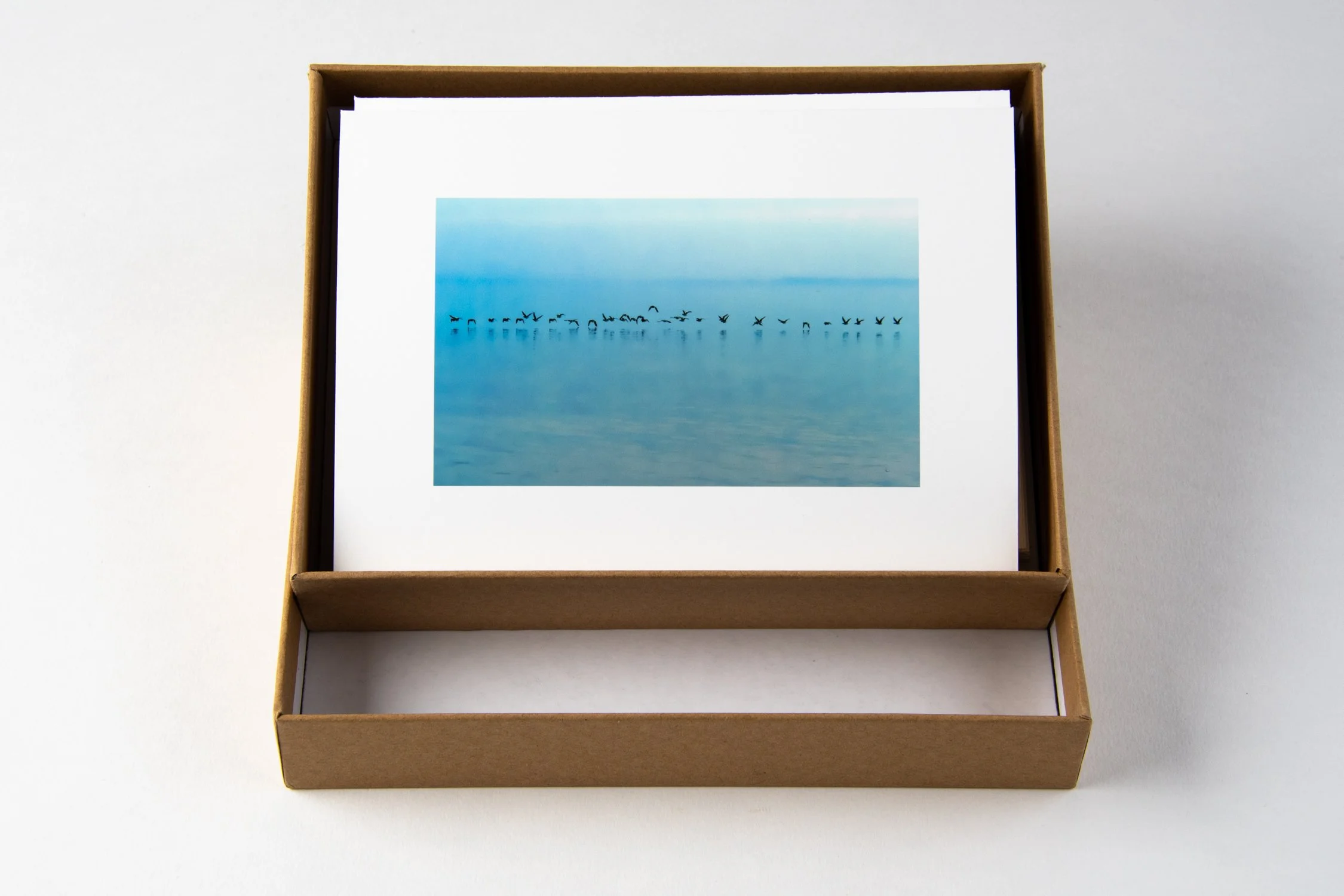 Brant Geese - Box.jpg