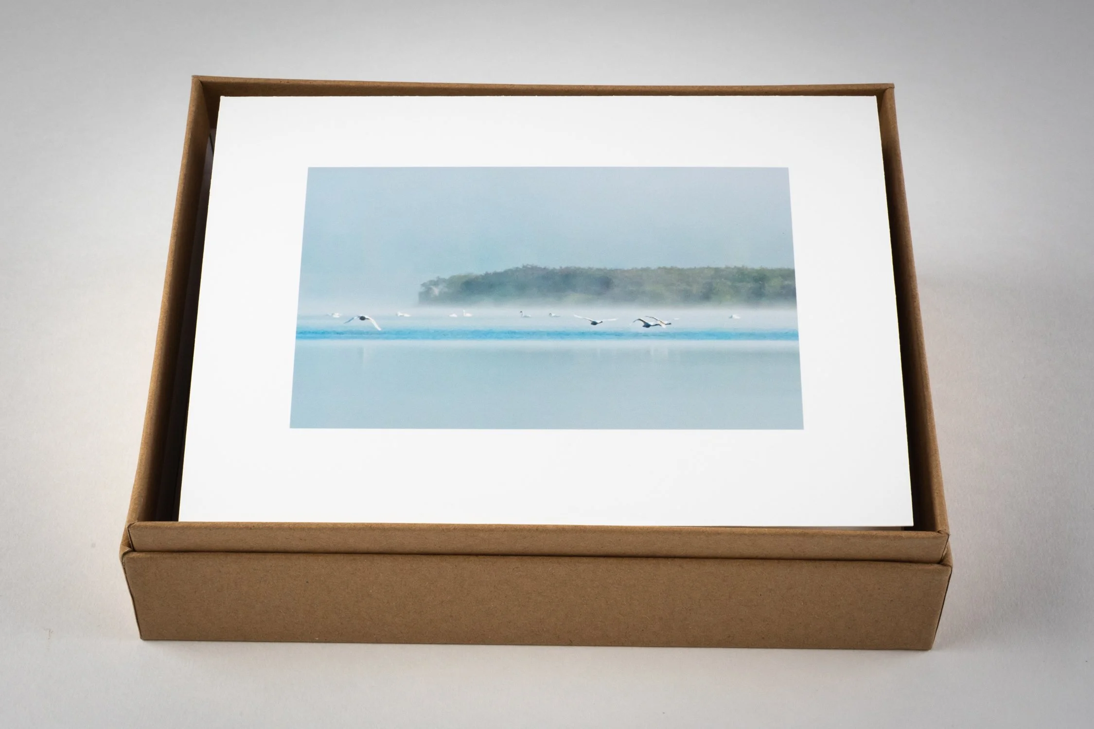 Four mute swans take flight at dawn - box of 12 note cards