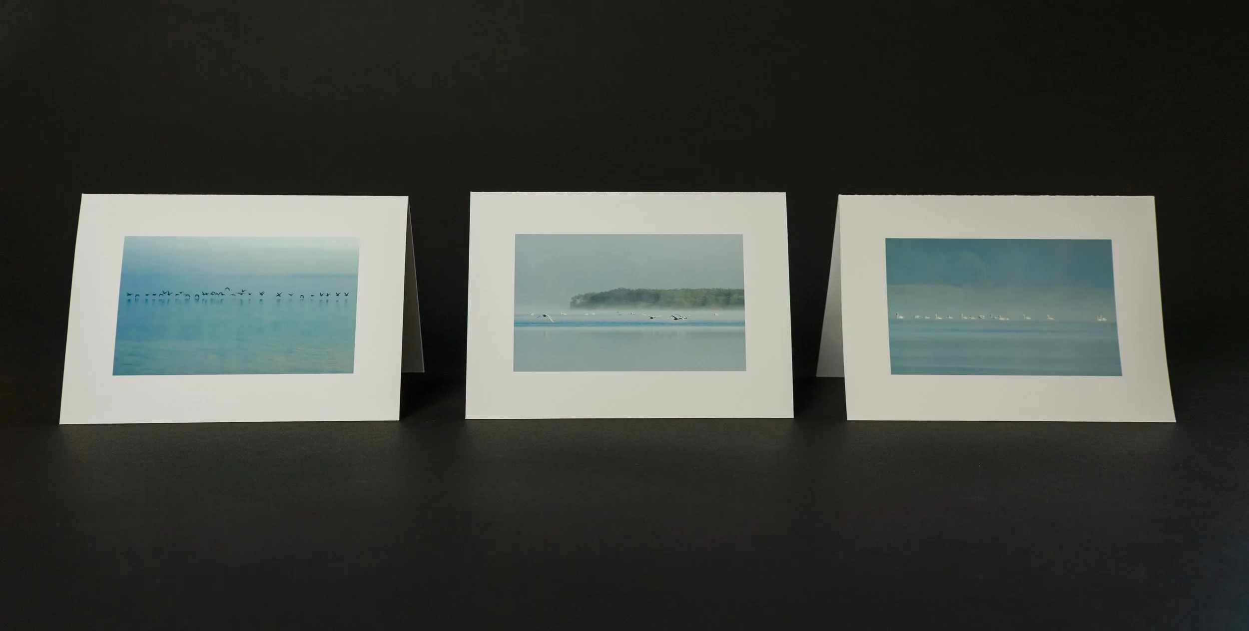 Waterbirds Note Cards 3x.jpg