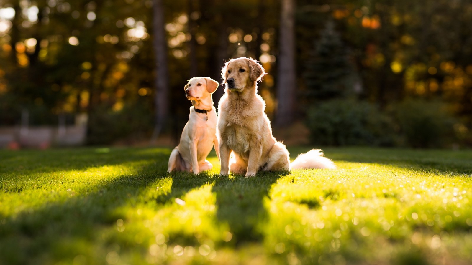 Couple-Dogs-Photography.jpg