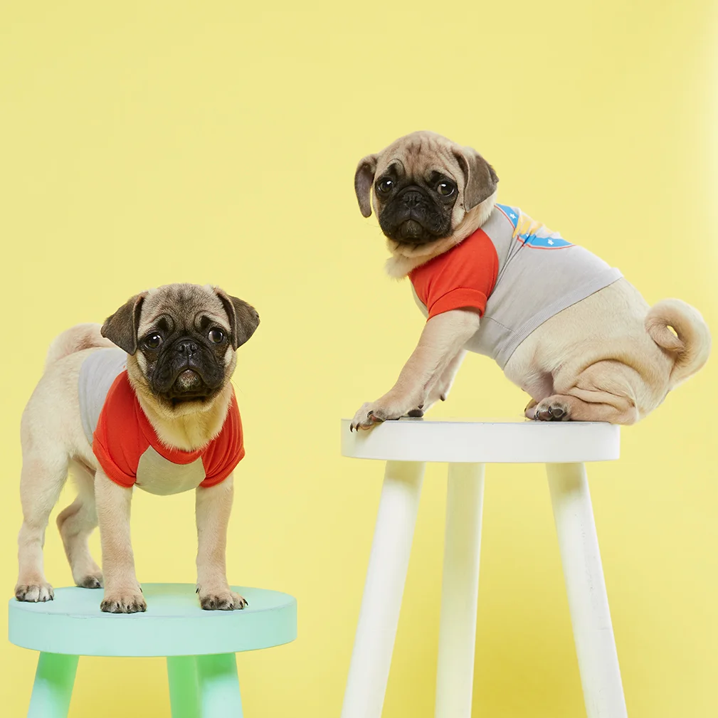 pug1.jpg