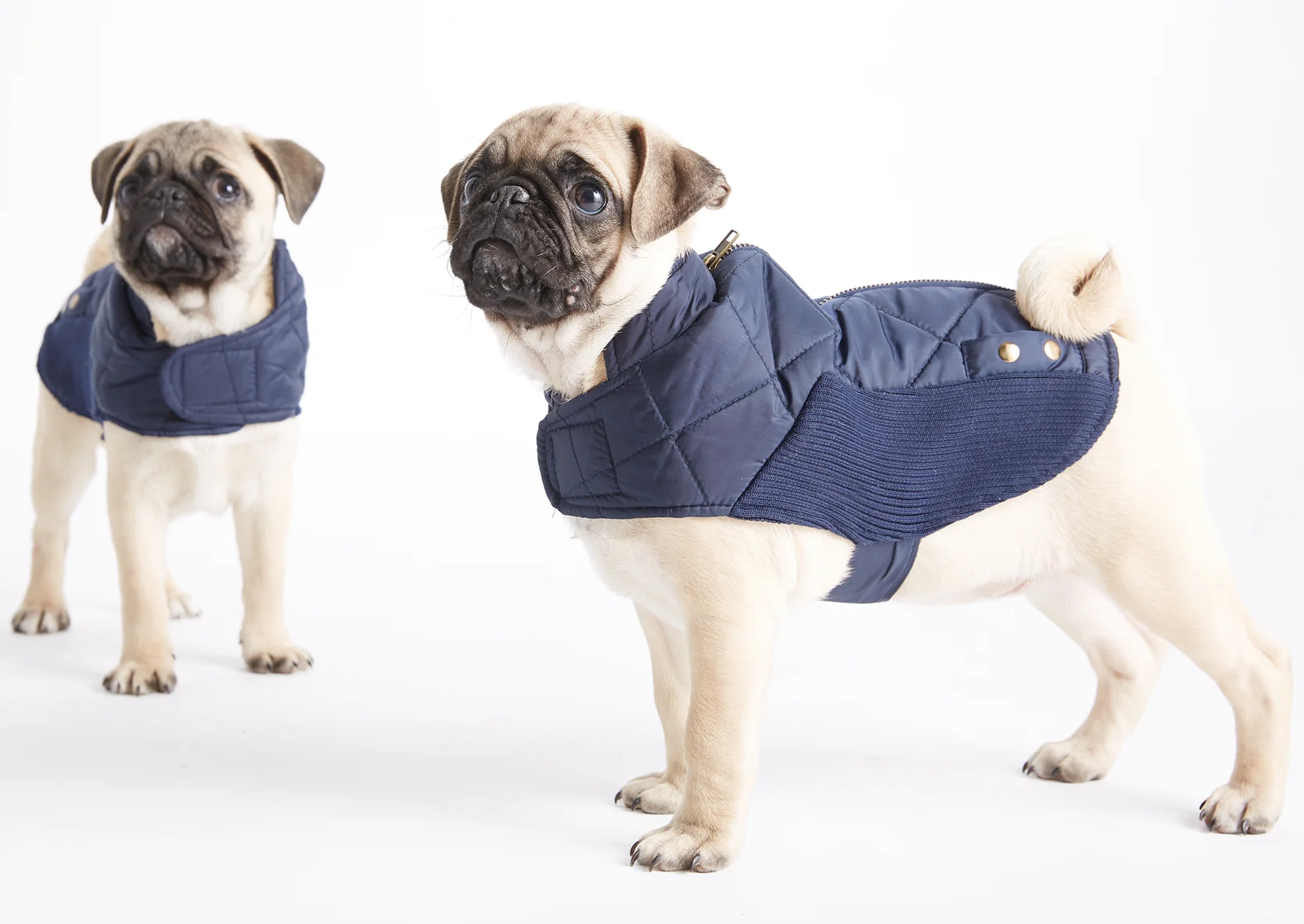 pug9.jpg